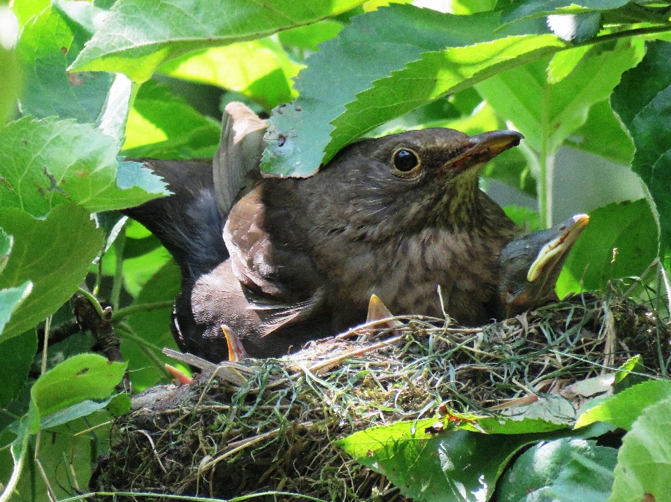 Bifurquer oiseau faune vert