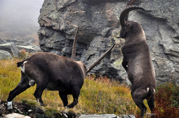 Photo Faune corne mammifère fauna