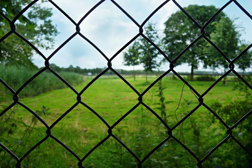 Drzewo natura trawa oddział