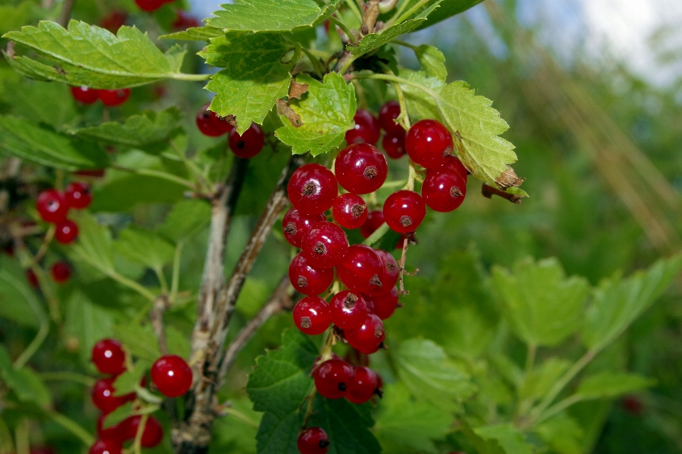 Plantar fruta baga flor