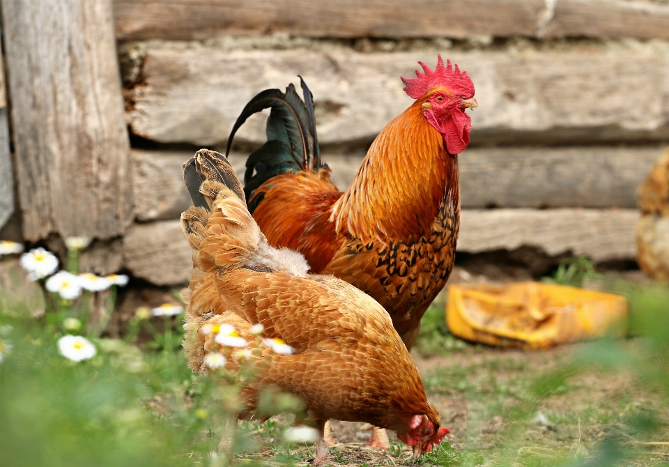 Burung lumbung rumah desa