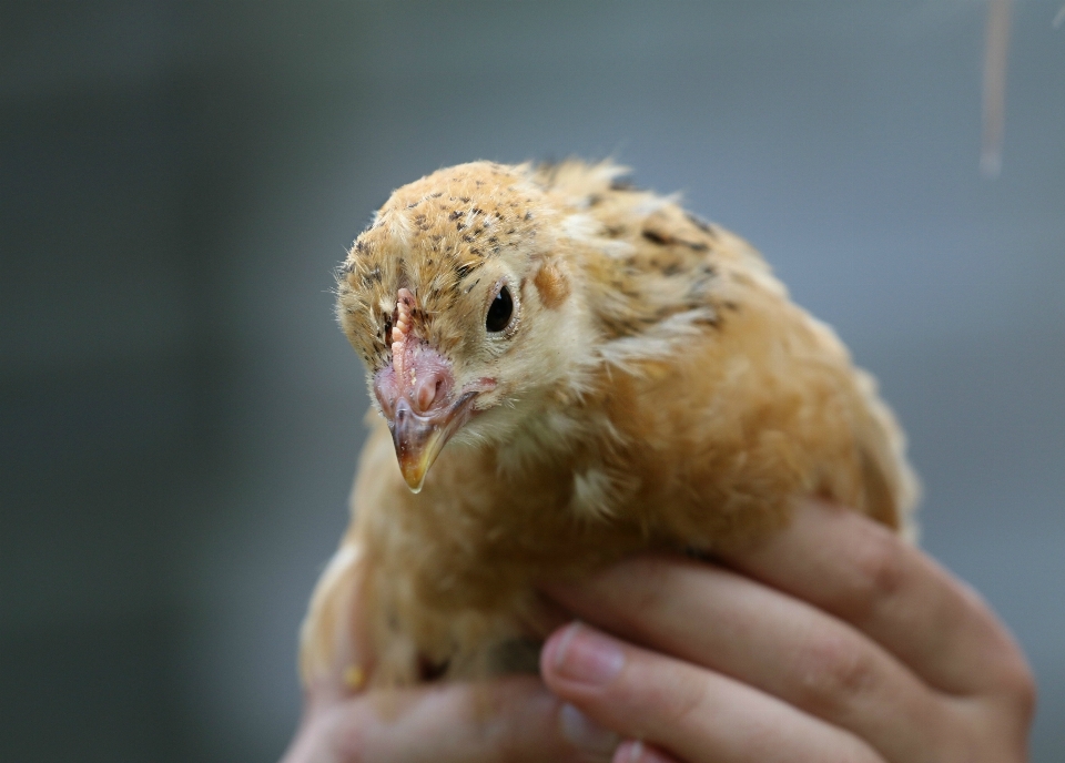 Burung sayap paruh peduli