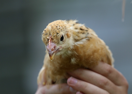 Bird wing beak care Photo