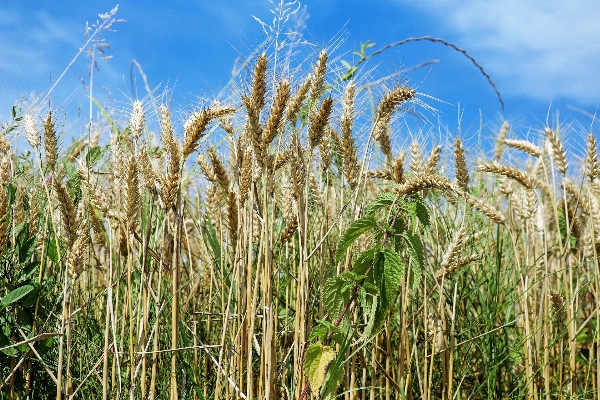 Nature grass plant sky Photo