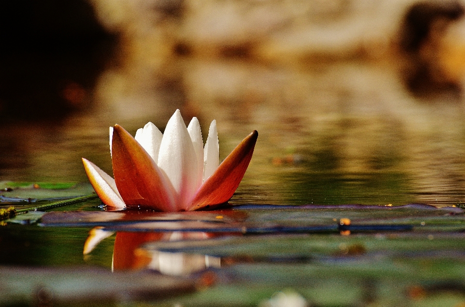 Agua naturaleza florecer planta