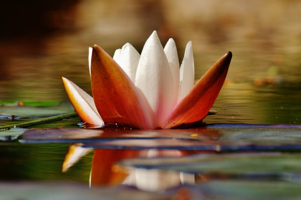 Acqua natura fiore pianta