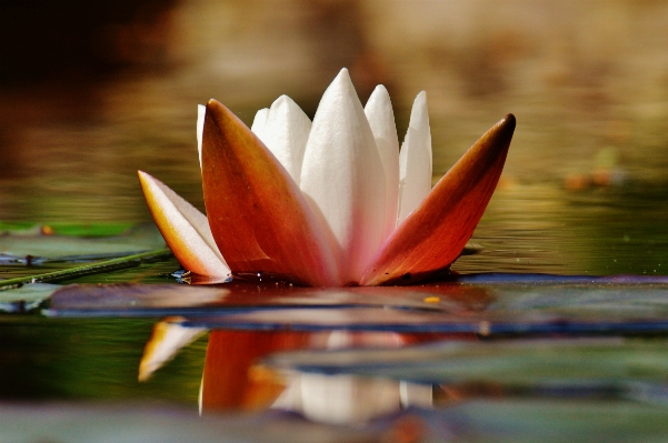 Water nature blossom plant Photo