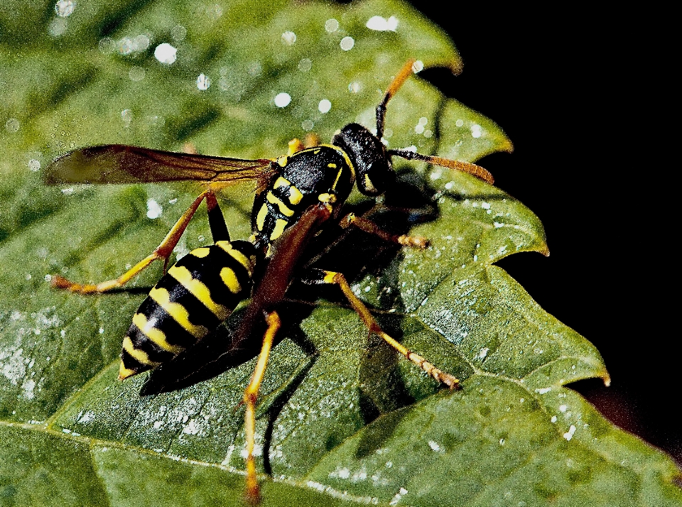 Alam fotografi daun bunga