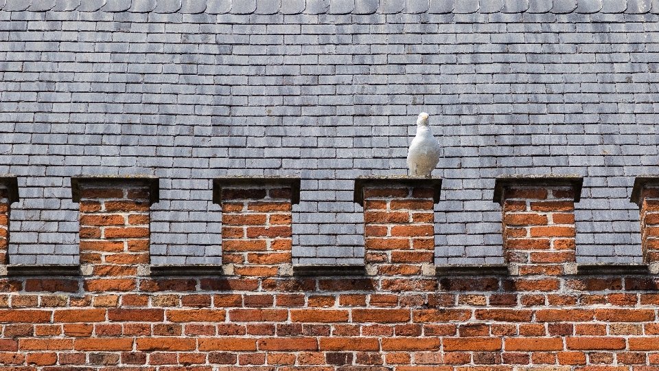 Bird architecture wood perspective