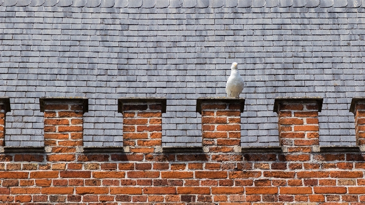 Bird architecture wood perspective Photo