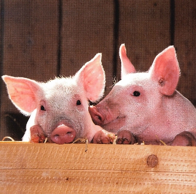 Farm pen barn animal Photo