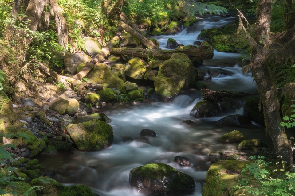 Paysage eau nature forêt