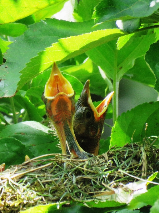 Pássaro folha flor animais selvagens