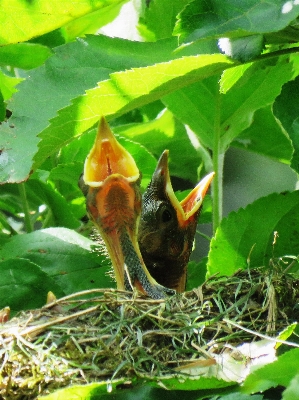 Bird leaf flower wildlife Photo