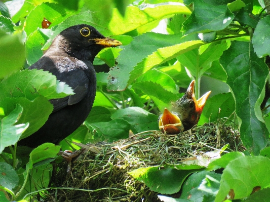 Bird flower wildlife feed Photo