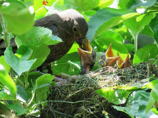 Branch bird flower wildlife Photo