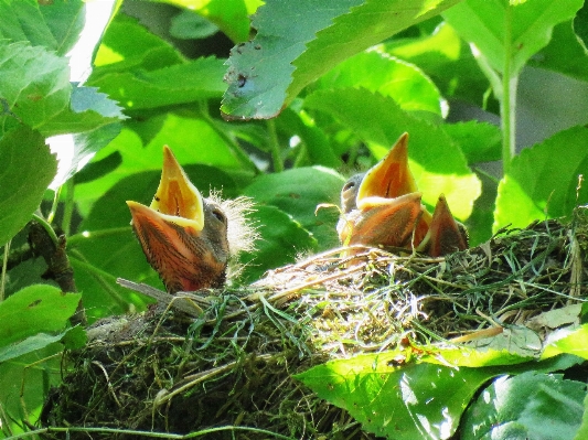 Bird leaf flower fauna Photo