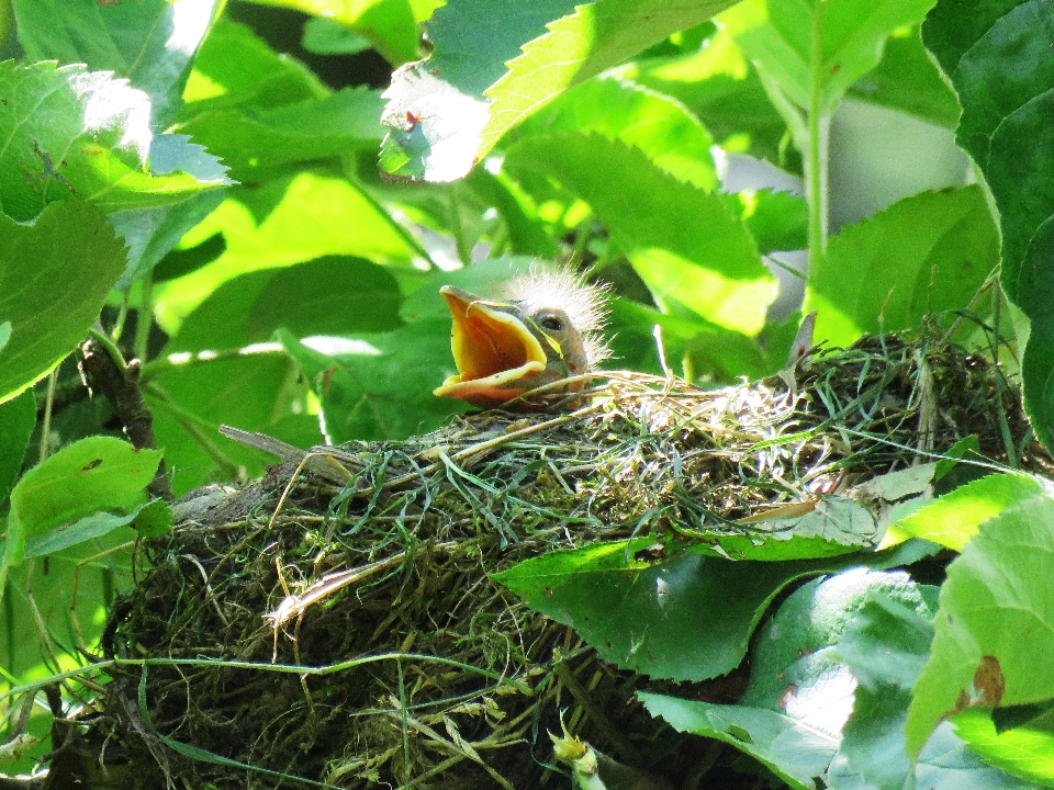 Oiseau feuille fleur faune