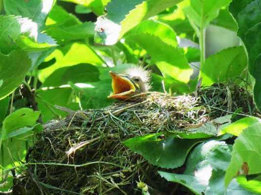 Bird leaf flower wildlife Photo