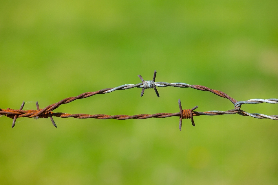 Natura trawa oddział ogrodzenie