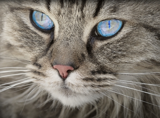 Foto Animal bicho de estimação pelagem gato