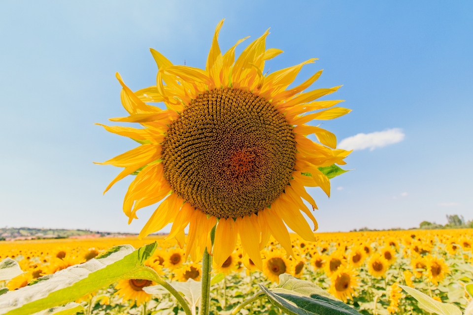 Anlage sonnenschein feld blume