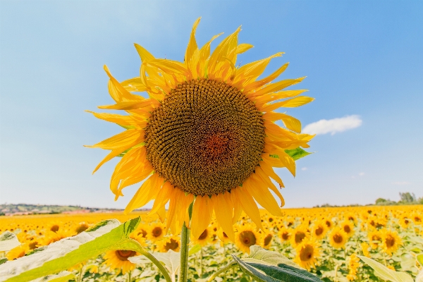 Plant sunshine field flower Photo