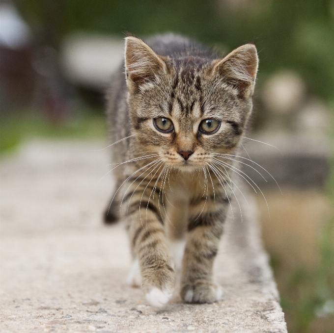 Cute kitten cat tabby