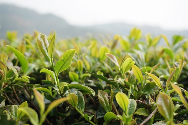 草 分支 生长 植物 照片