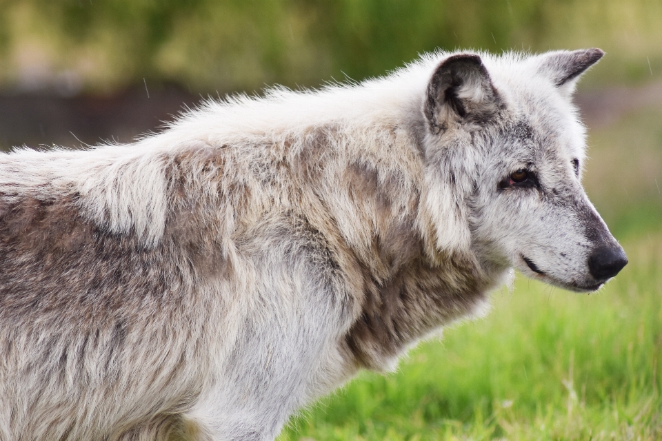 Cachorro animal animais selvagens mamífero