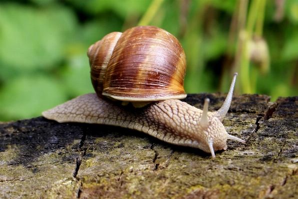 Natur tierwelt schließen fauna Foto