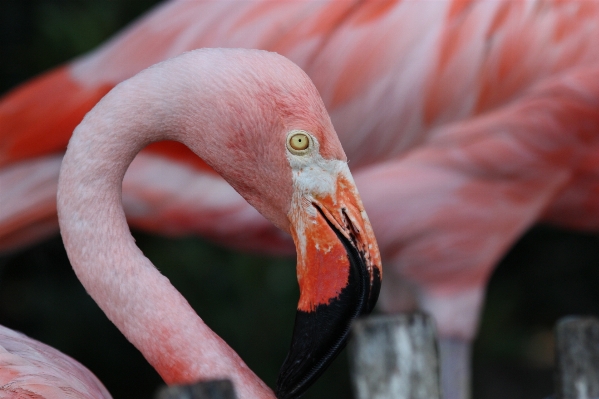 Natur vogel flügel tier Foto