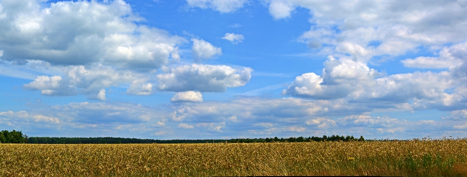 Landscape nature grass horizon