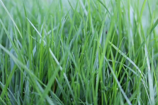 Nature grass plant field Photo