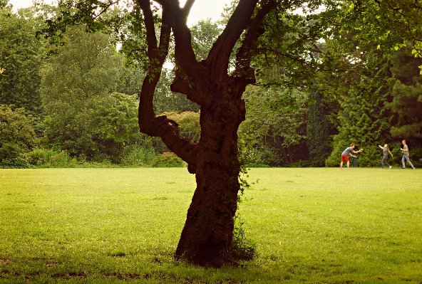 Landscape tree nature forest Photo