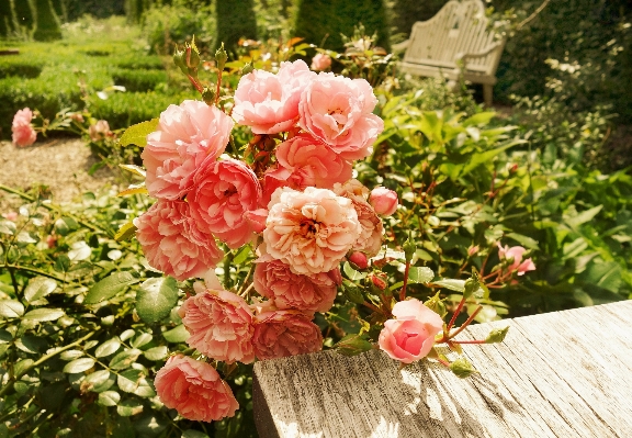 Table blossom plant sunshine Photo