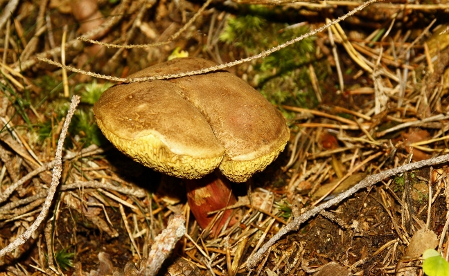 Nature forest ground leaf Photo