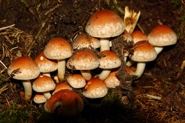 Forest autumn brown mushroom Photo