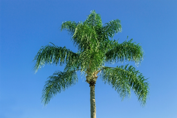 Foto Albero ramo pianta cielo