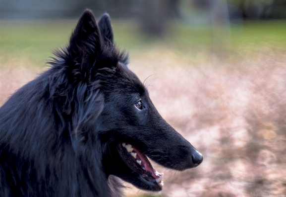 Foto Anjing satwa anjing
 melihat