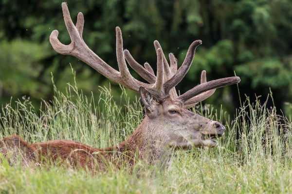 Forest animal wildlife wild Photo