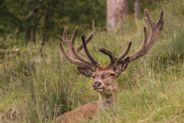 Nature forest wildlife wild Photo