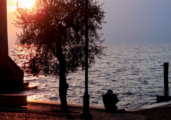 Sea tree water horizon Photo