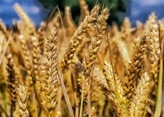 Plant field wheat grain Photo