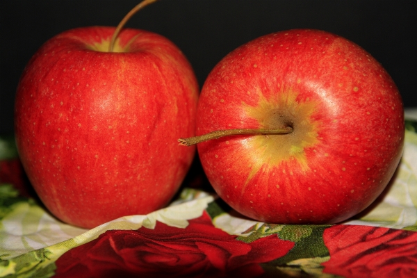 Apple plant fruit flower Photo