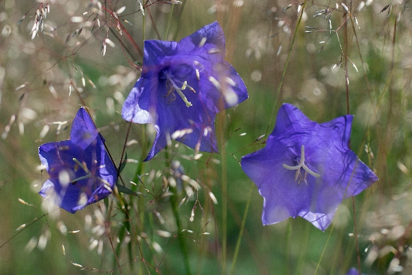 Nature plant flower clock Photo