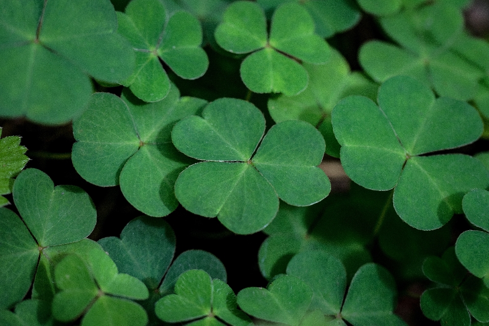 Naturaleza planta hoja flor