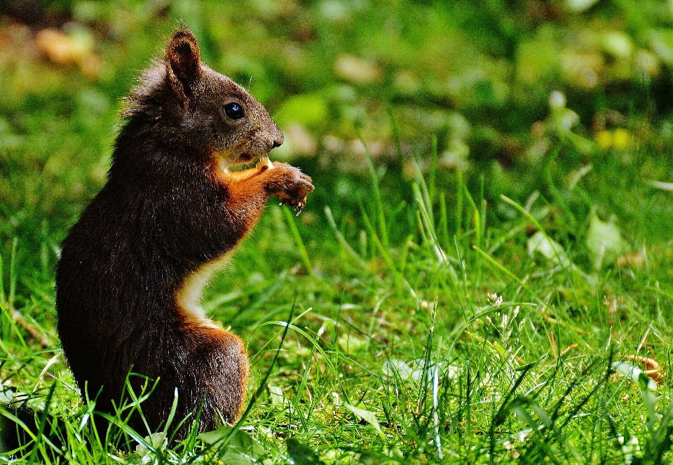 Nature herbe mignon faune