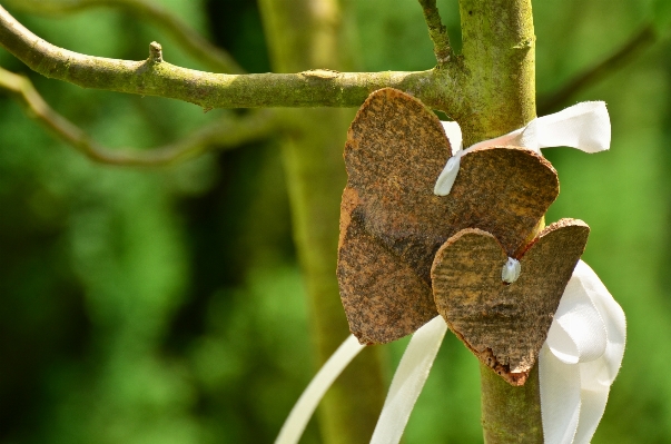 Tree nature branch plant Photo