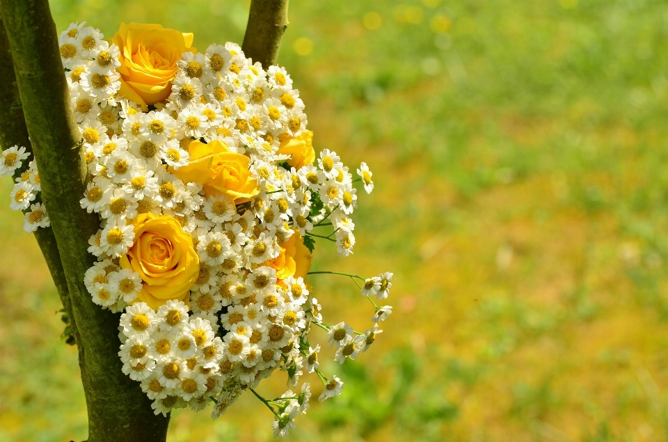 Natur blüte anlage fotografie